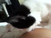 Curious cat plays with his female owner's nipples